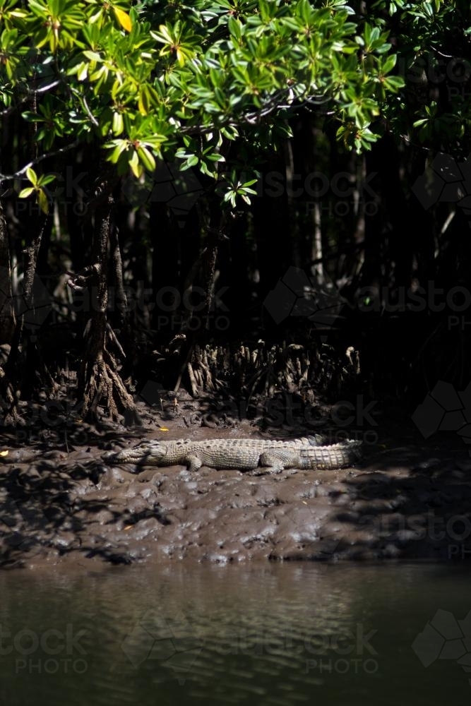 A crococodile rests in the sun in the Daintree - Australian Stock Image