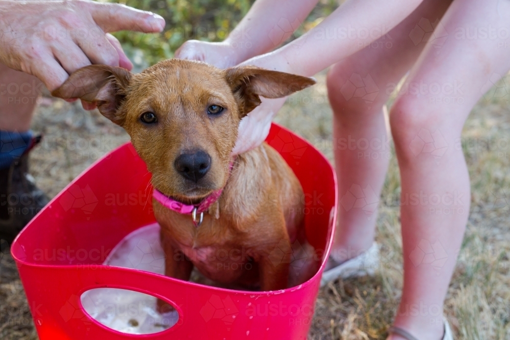 A father and daughter washing the family pet (kelpie puppy) in a red tub - Australian Stock Image