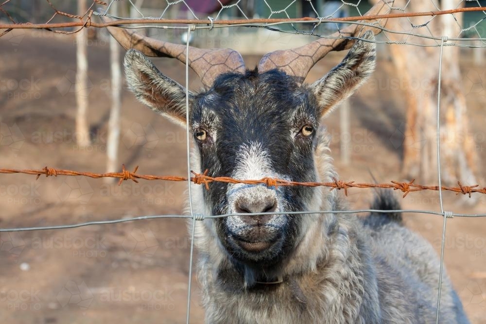 A goat looking through a farm fence - Australian Stock Image