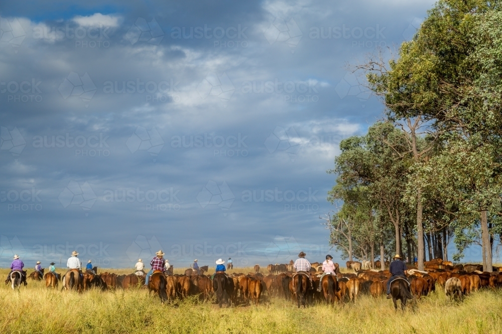 A group of horse riders mustering cattle past a stand of ironbark trees. - Australian Stock Image
