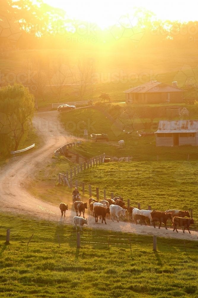 A herd of cows wanders back to thier paddock - Australian Stock Image