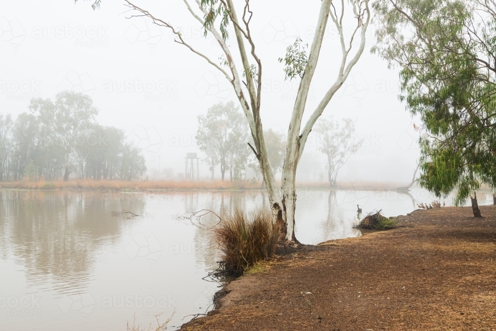 A misty lagoon in the early morning with a black swan and trunk of a gumtree - Australian Stock Image