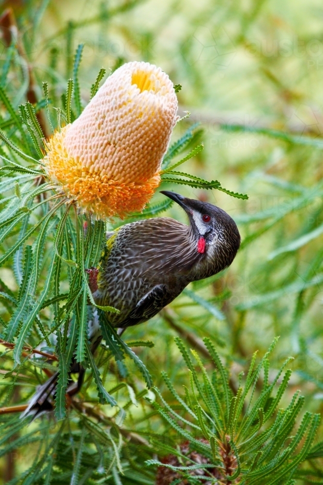 A Red Wattlebird feeding on a Banksia flower. - Australian Stock Image