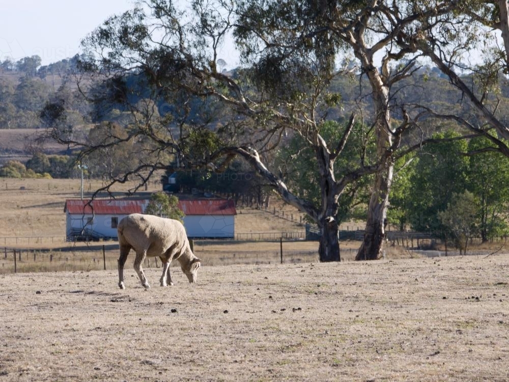 A sheep feeding in a drought affected paddock - Australian Stock Image