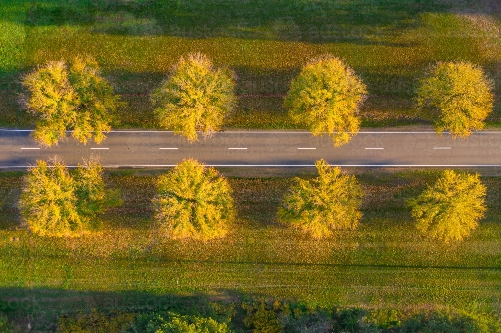 Aerial view of a country road between rows of Autumn trees - Australian Stock Image