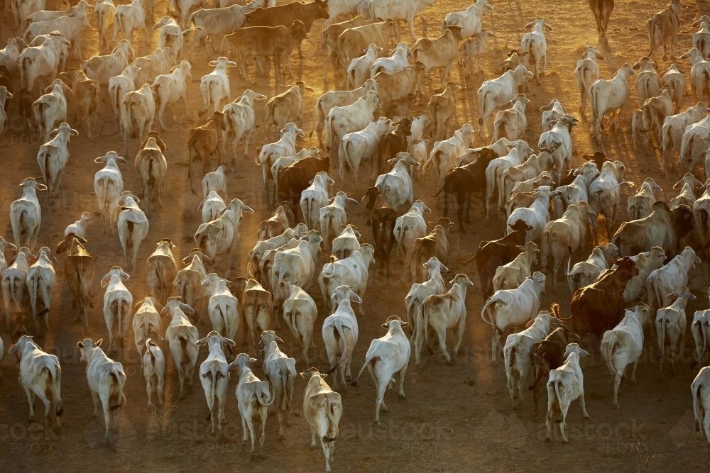 Aerial view of cattle walking through dust in early morning light. - Australian Stock Image