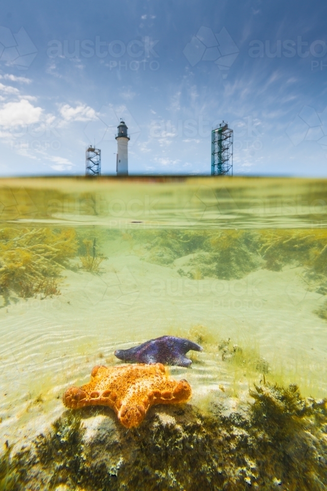 An underwater view into the rockpools below the Lighthouse on Shortlands Bluff at Queenscliff - Australian Stock Image