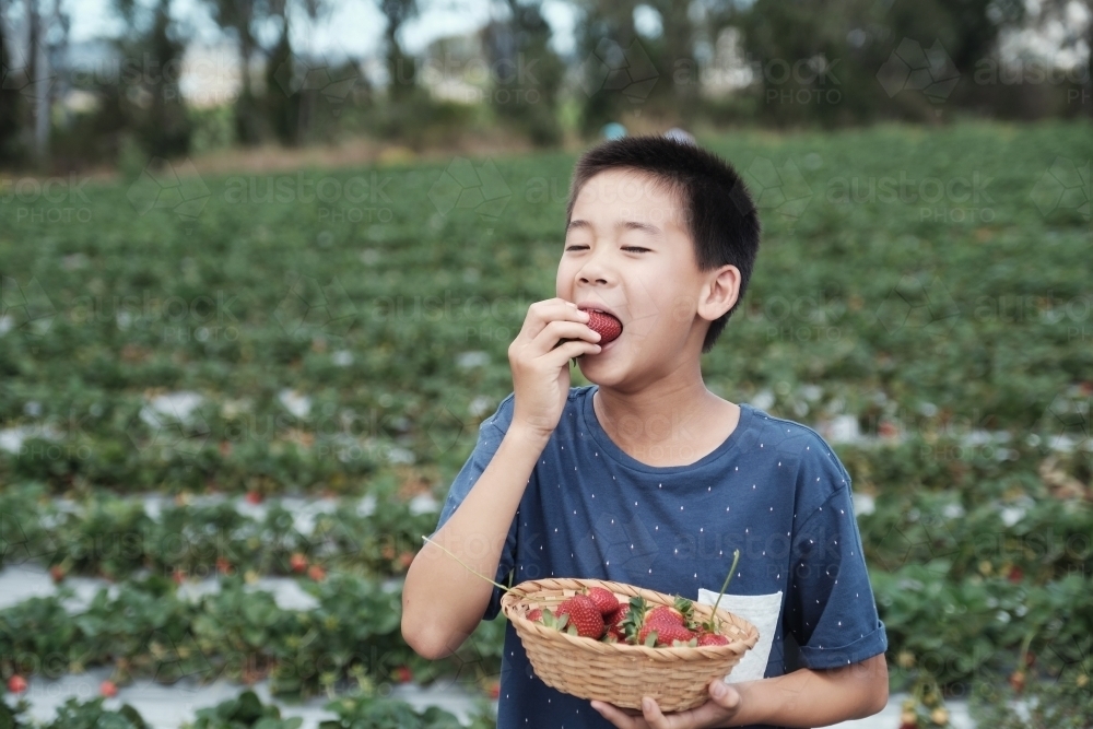 Asian boy strawberry picking at the farm - Australian Stock Image