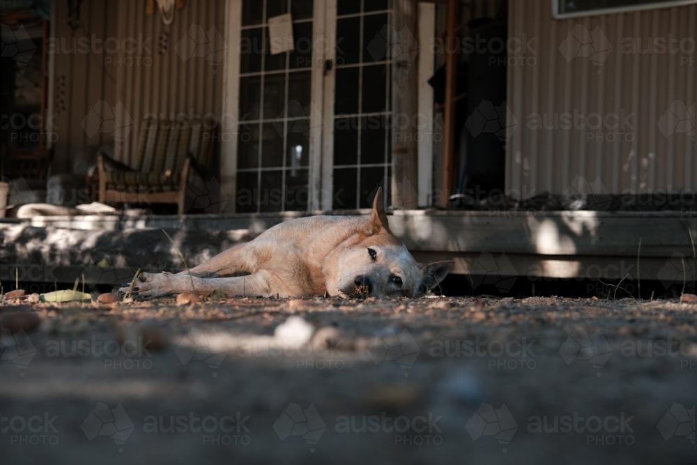 Australian Cattle Dog laying at entrance - Australian Stock Image