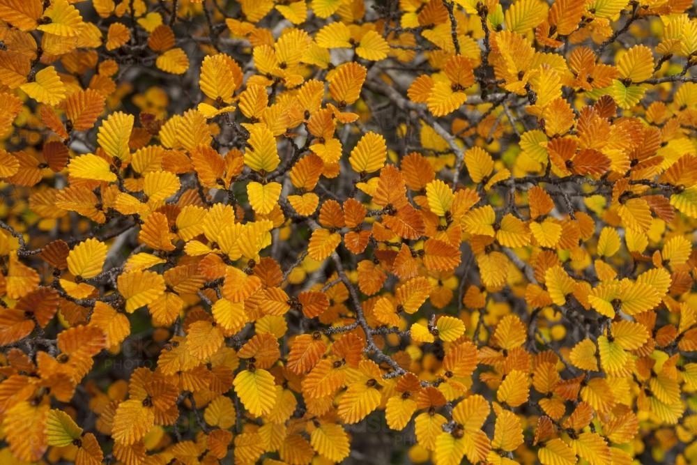 Autumn fagus leaves - Australian Stock Image