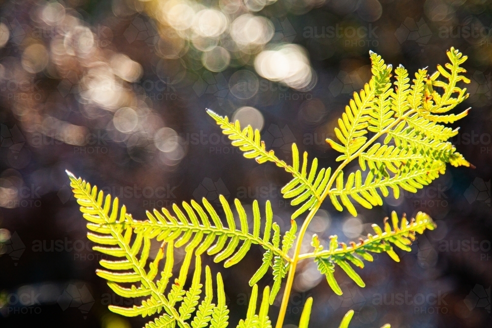 Backlit fern frond close up with bokeh background - Australian Stock Image