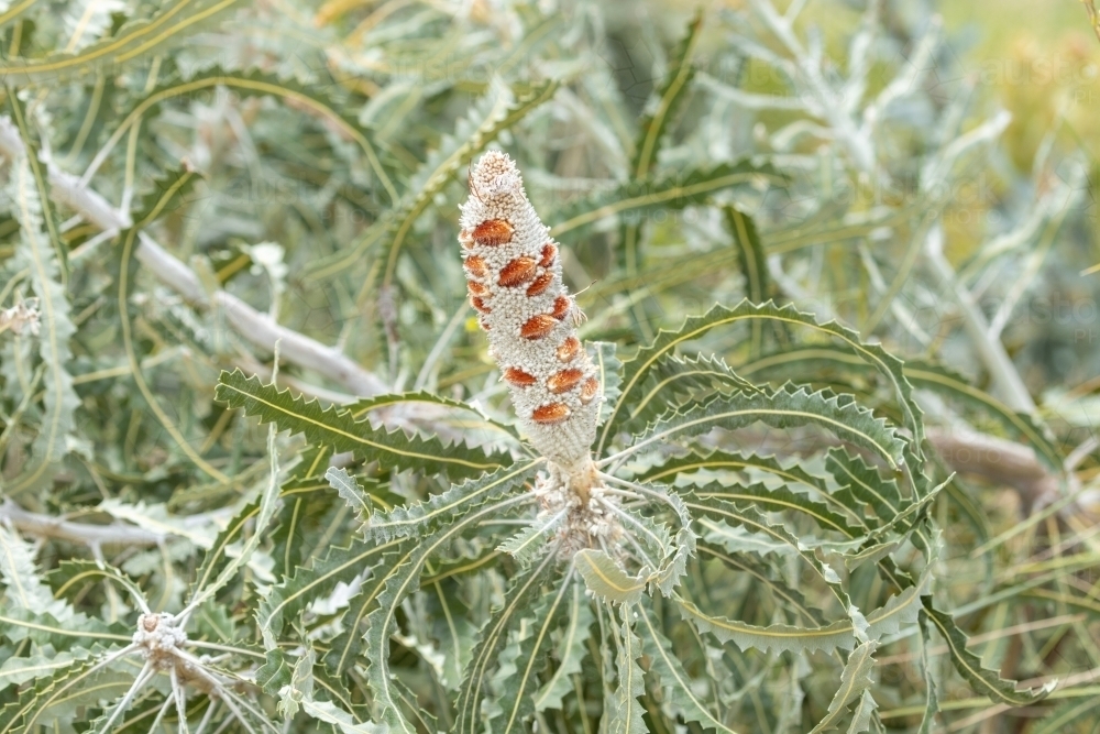 Banksia seed pod - Australian Stock Image