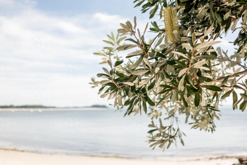 Banksia tree grows over a beach in Port Stephens on the NSW Mid North Coast - Australian Stock Image