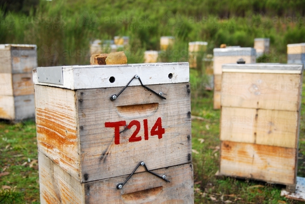 Beehives scattered about on farm land - Australian Stock Image