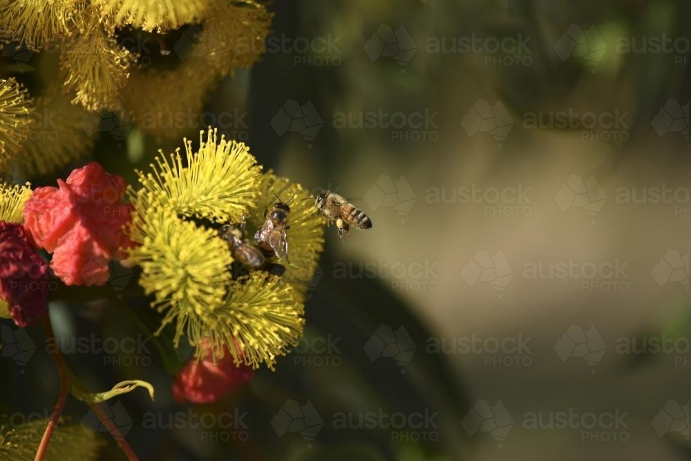 bees gathering pollen from native flower - Australian Stock Image