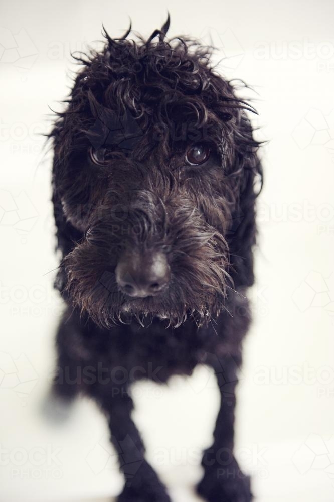 Black dog having a bath - Australian Stock Image