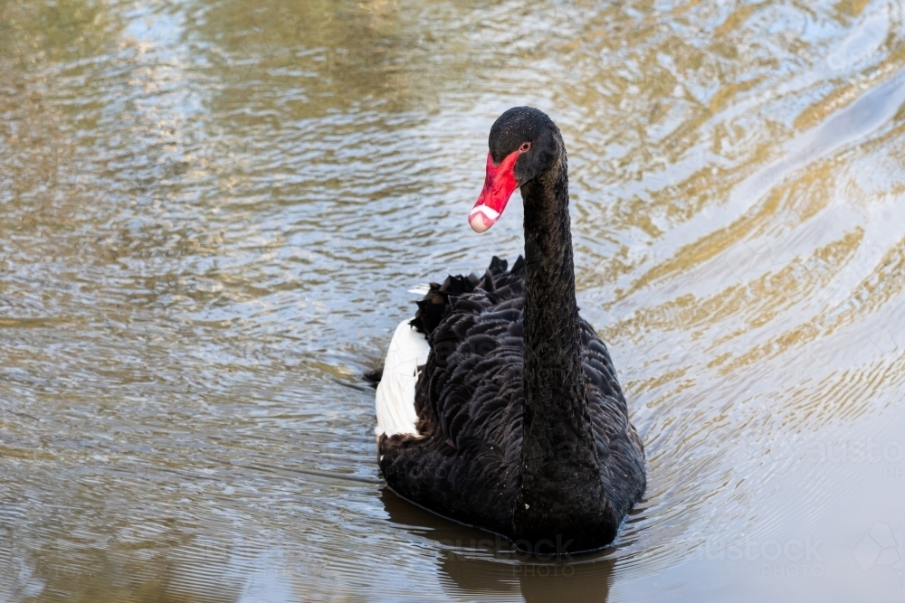 Black Swan with a white wing on water - Australian Stock Image