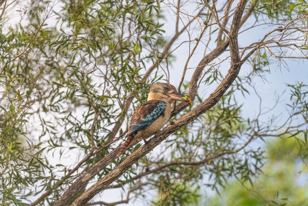Blue Winged Kookaburra eating Green Tree frog - Australian Stock Image