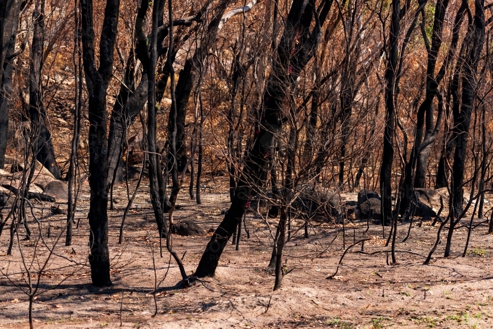 Burnt and blackened tree trunks - Australian Stock Image