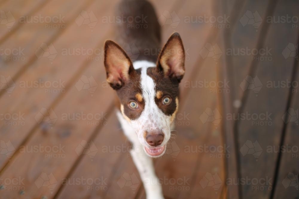 Cattle Dog Alert Looking at Camera - Australian Stock Image