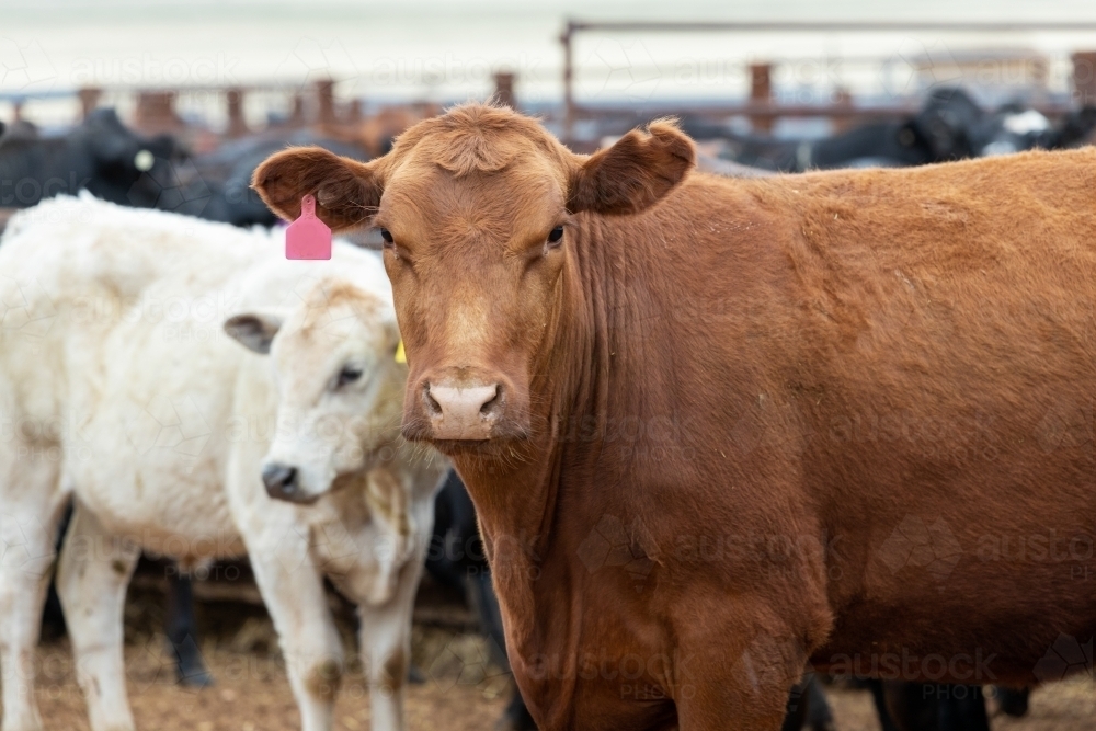 cattle in yards - Australian Stock Image