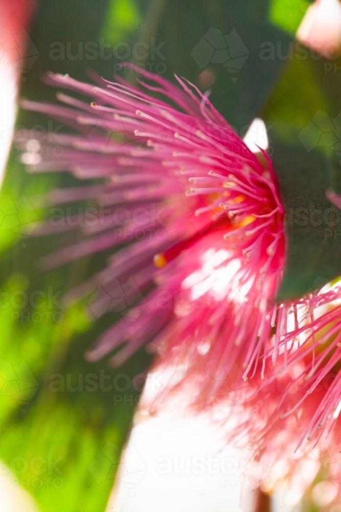 Close up detail of pink gum blossom - Australian Stock Image