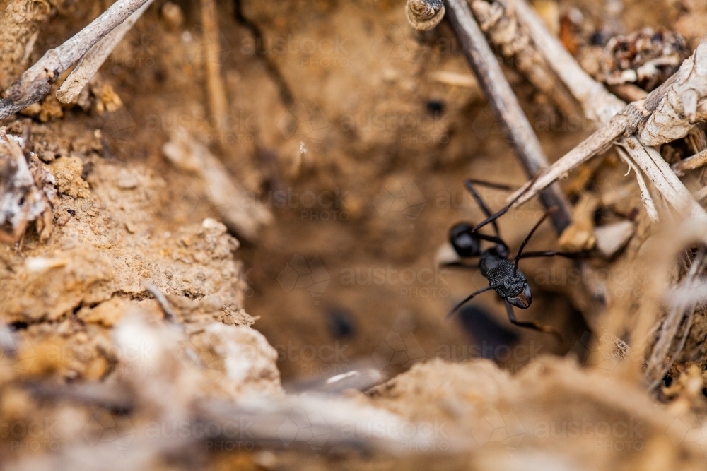 Close up of a black ant standing guard at nest entrance - Australian Stock Image