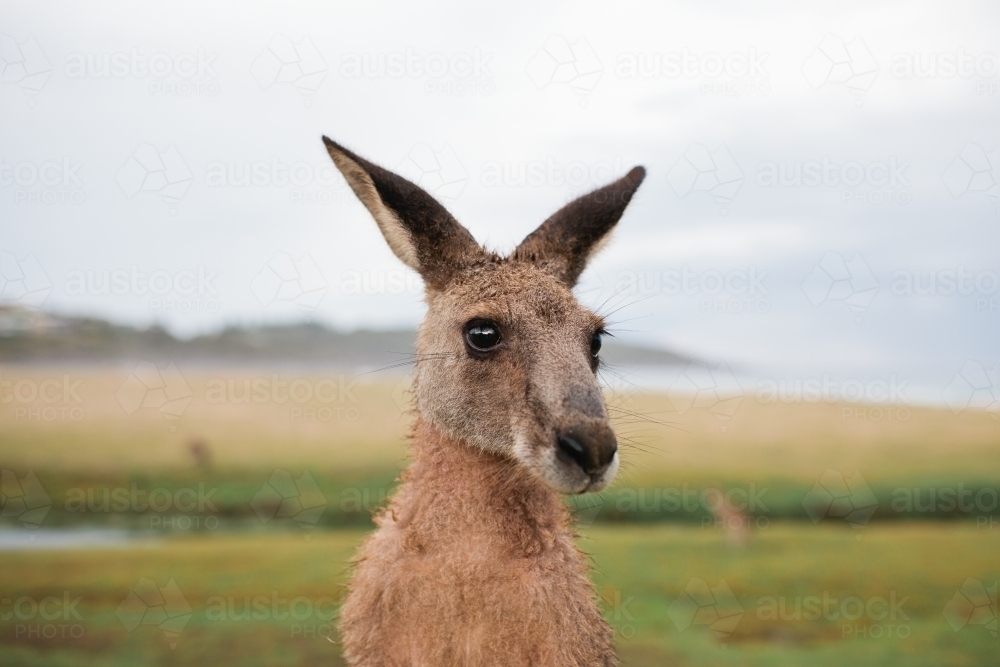 Close up of a kangaroo - Australian Stock Image