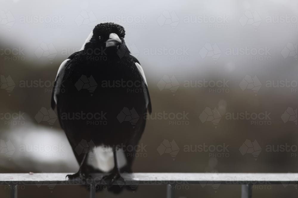 Close up of a Magpie on a fence with copy space - Australian Stock Image