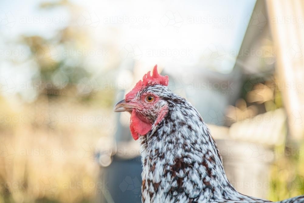 Close up of a Speckled Sussex hen - Australian Stock Image
