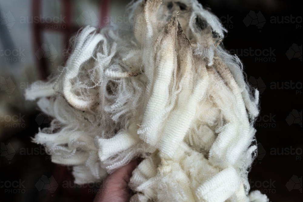 Close up of a wool fleece shorn from a crossbred sheep - Australian Stock Image