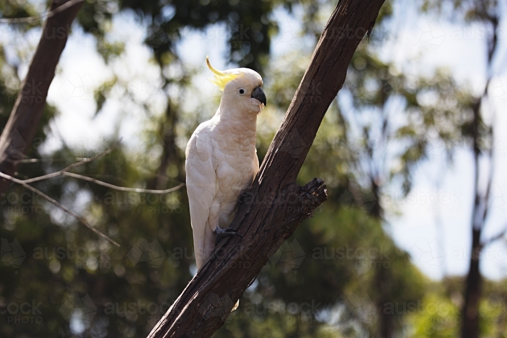 close up of cockatoo in native tree - Australian Stock Image