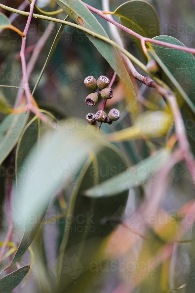 Close up of gum tree - Australian Stock Image