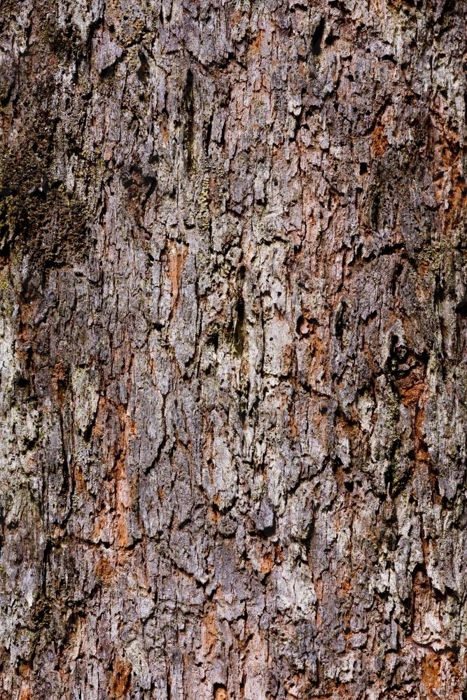 Close up of tree trunk with rough cracked purple bark - Australian Stock Image