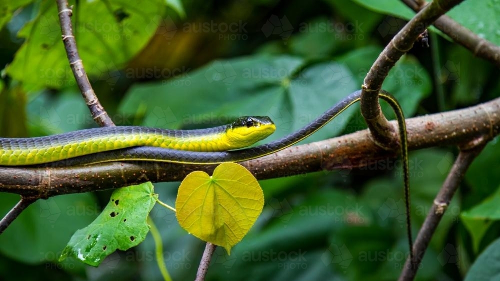 Common Green Tree Snake - Australian Stock Image