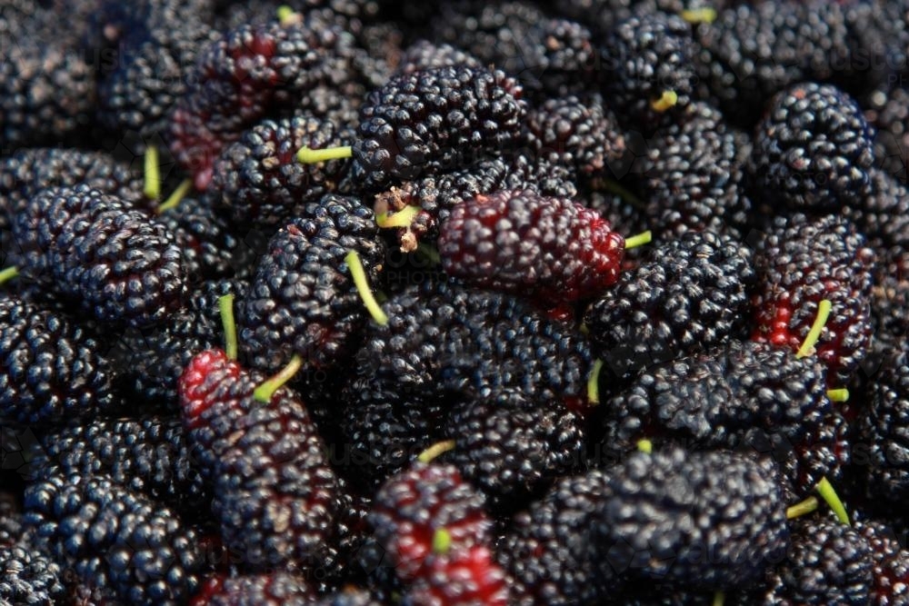 Container of ripe mulberries - Australian Stock Image