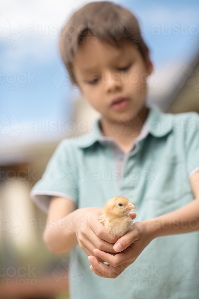Cute boy holding his pet chicken in the backyard of his suburban home - Australian Stock Image