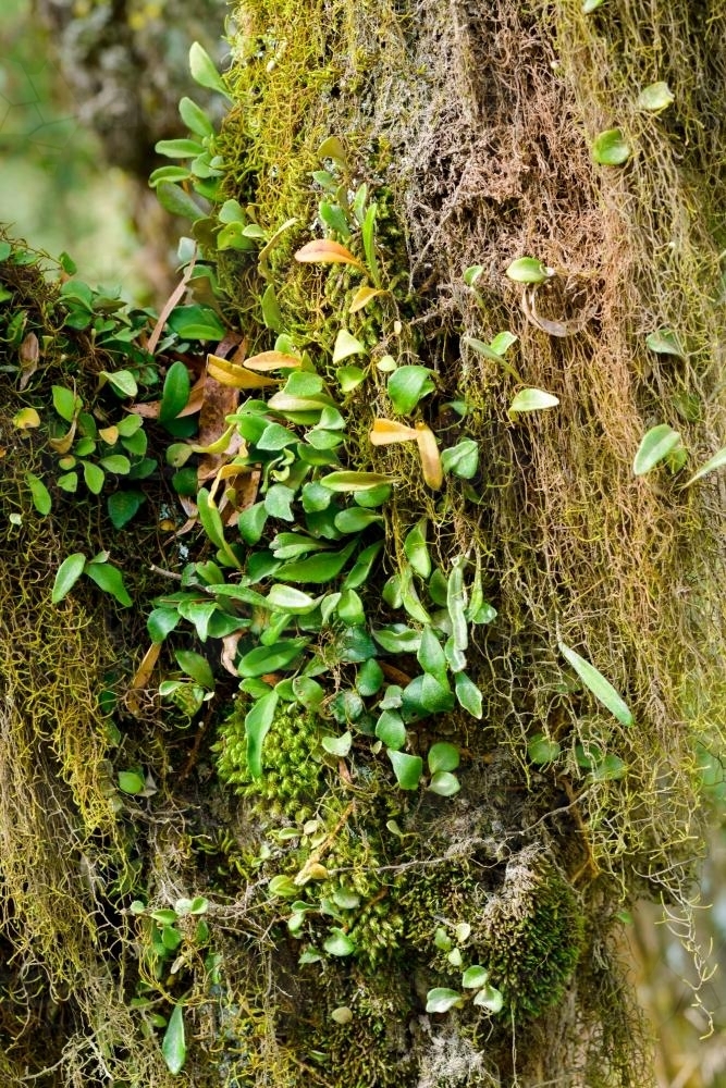 Detail shot of lichens and mosses with varying shades of green - Australian Stock Image