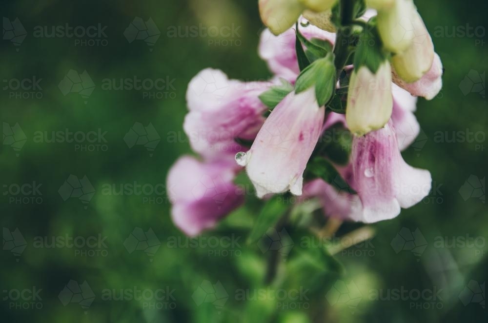 Dew drop on a foxglove flower - Australian Stock Image