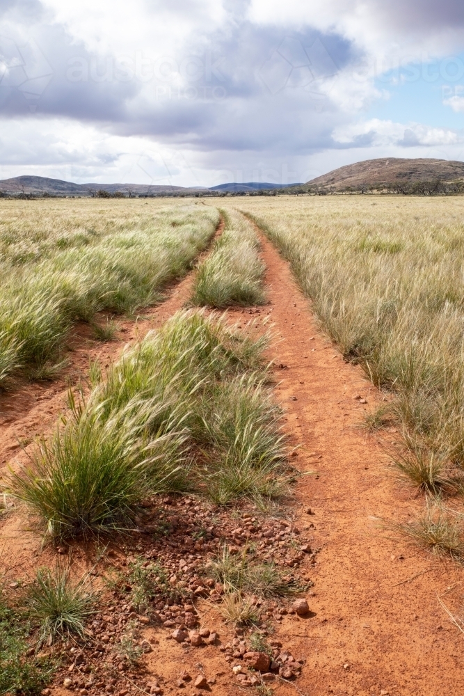 dirt track through native grasses in an outback landscape - Australian Stock Image