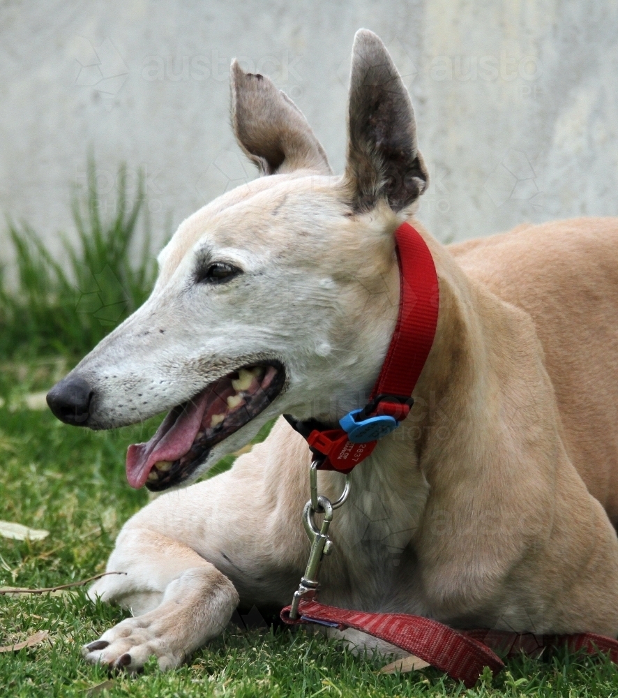 Dog lying on grass - Australian Stock Image