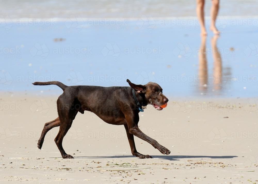 Dog running on the sand with a ball in its mouth - Australian Stock Image