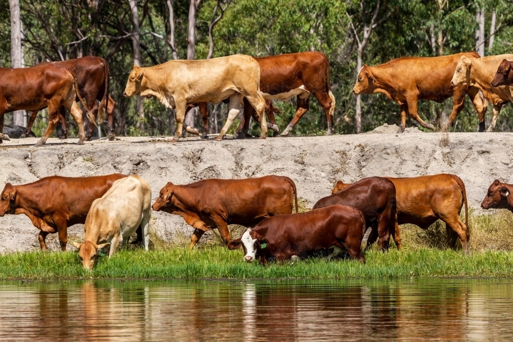 Double decker of mixed mob of cattle at a dam. - Australian Stock Image