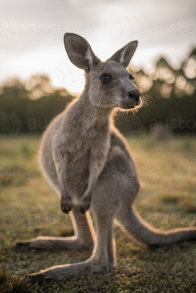 Eastern Grey Kangaroo close up - Australian Stock Image