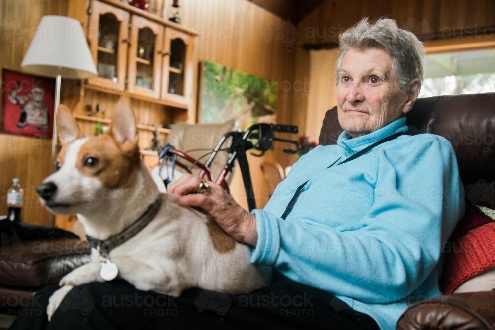 Elderly Woman with a Jack Russell on her knee - Australian Stock Image