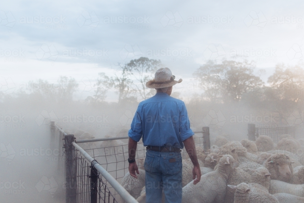 Farmer overlooking yard of merino sheep - Australian Stock Image