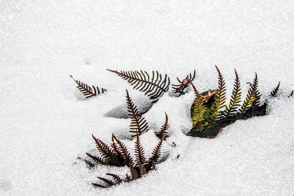 Ferns poking through a layer of snow - Australian Stock Image