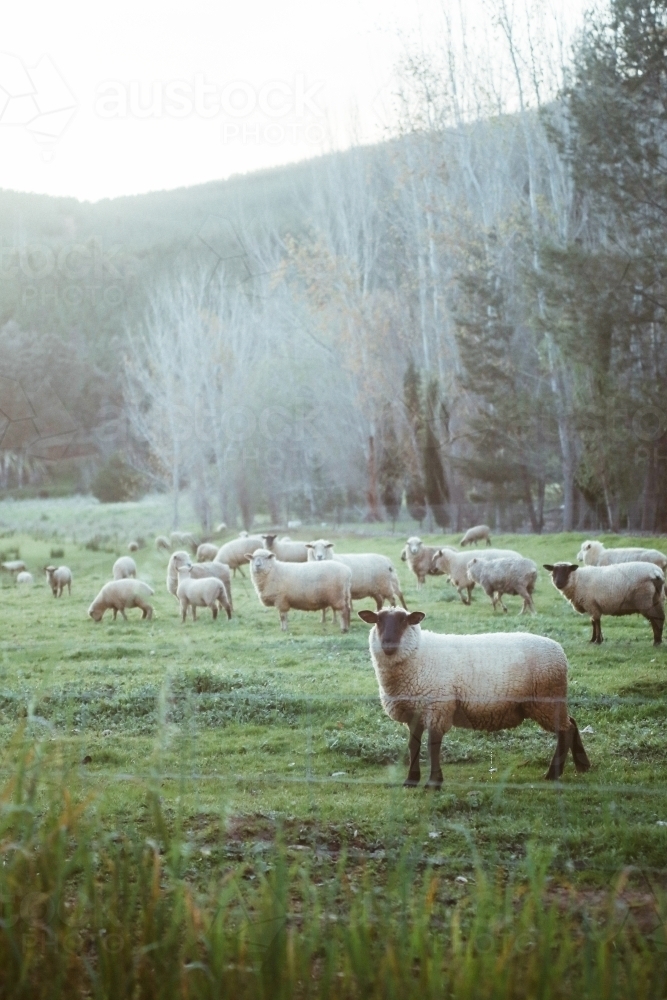 Flock of sheep near hills - Australian Stock Image