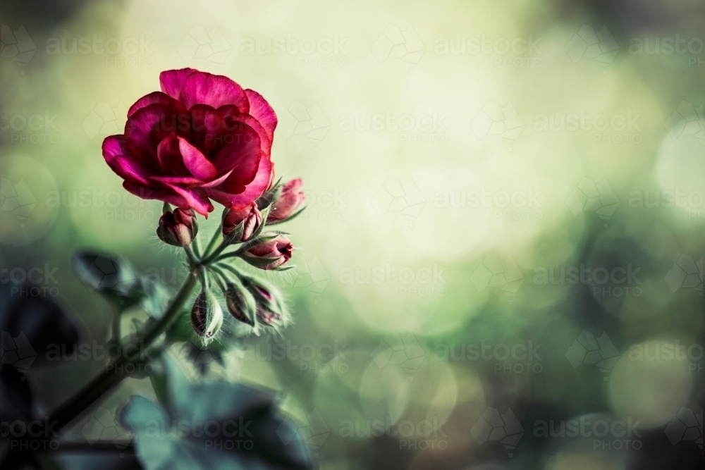 Flower with bokeh background - Australian Stock Image
