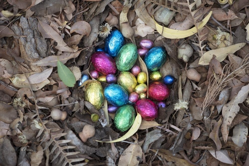 Foil easter eggs in nest of gum leaves - Australian Stock Image